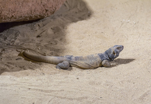 chuckwalla in desert ambiance
