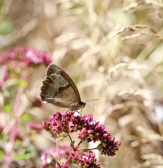 Schmetterling, Falter auf einer Pflanze