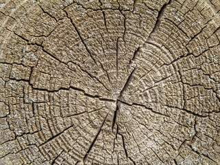 Fototapeta premium wooden cross section