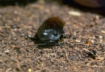 Madagascar hissing cockroach