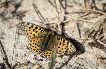 Obraz premium Schmetterling, Falter auf einer Pflanze