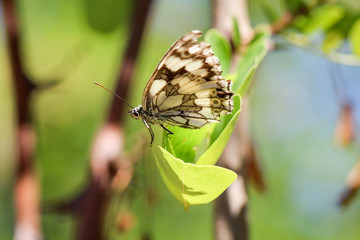 Schmetterling, Falter auf einer Pflanze