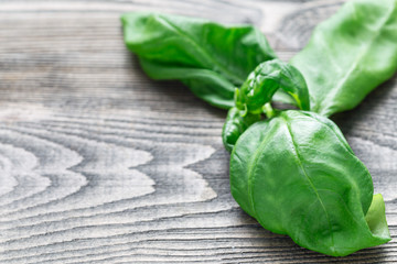 Fresh basil leaves on a gray wooden background, horizontal, copy space