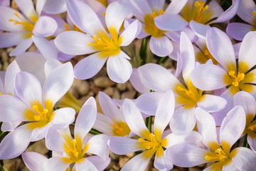 Fototapeta na wymiar Closeup of blooming crocuses flowers