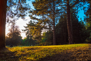 sunny road in the forest