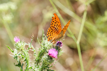 Schmetterling, Falter auf Mariendistel