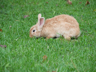 Adorable Cute Brown Rabbit sitting on green grass