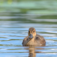 Young Eurasian wigeon (Anas penelope) swimming in the pond