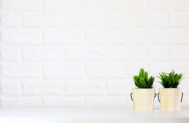 front view Green plants Wooden pot on White brick wall background,Copy space.