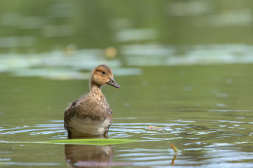 Eurasian wigeon (Anas penelope) stands in shallow water in the pond