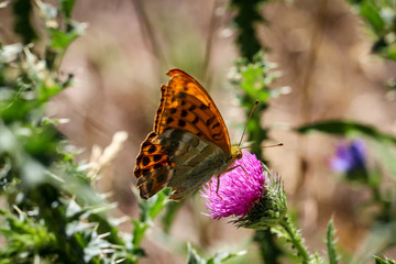 Schmetterling, Falter auf Mariendistel