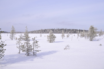 Beautiful Finnish Lapland snow covered swamp with few frosty pine trees.