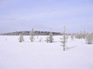 Beautiful Finnish Lapland snow covered swamp with few frosty pine trees.
