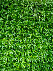 Green leaf background texture