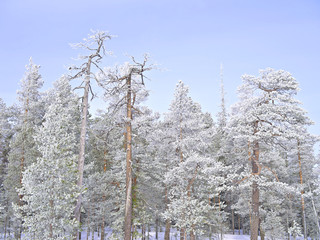 Beautiful frosty snow covered pine trees in Finnish winter forest.