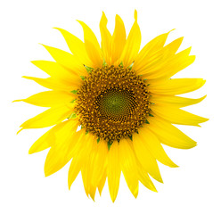 Naklejka premium sunflower isolated on white background