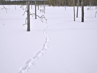 Footprints of a fox on pure white wilderness snow in Lapland, Finland.
