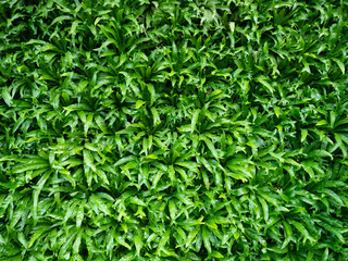 Green leaf background texture