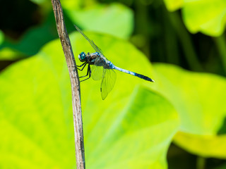Blue Dragonfly Male Opening Wings