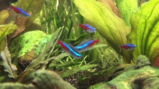 Neonfische im Aquarium