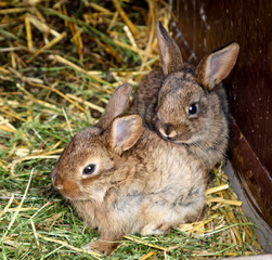 Junge Kaninchen im Stall