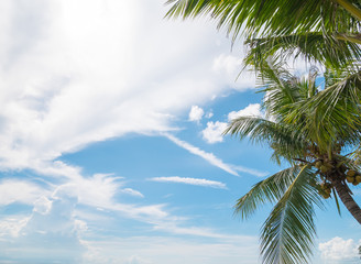 Coconut leaves on blue sky background