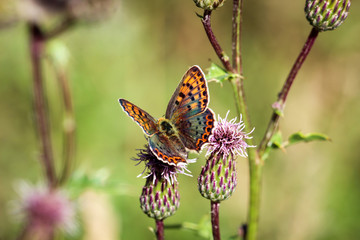 Schmetterling, Falter auf Mariendistel