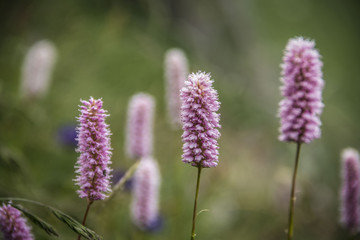 Fiori rosa di montagna