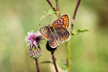 Obraz premium Schmetterling, Falter auf Mariendistel