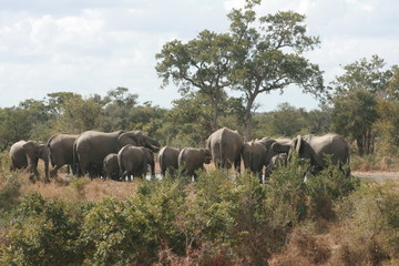 Fototapeta na wymiar Elephant herd in the Kruger National Park