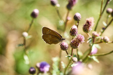 Schmetterling, Falter auf Pflanze