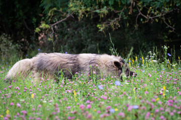 Shepherd dog from Sar planina