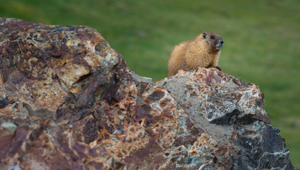 Naklejka na ściany i meble Yellow-bellied Marmot close-up Colorado Rocky Mountains