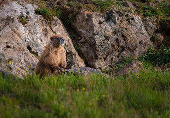 Yellow-bellied Marmot close-up Colorado Rocky Mountains