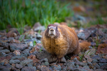Yellow-bellied Marmot close-up Colorado Rocky Mountains