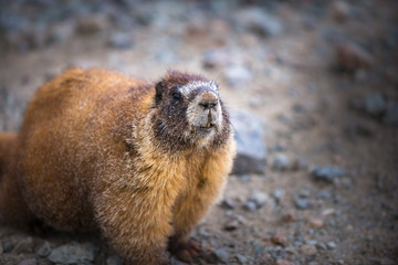 Yellow-bellied Marmot close-up Colorado Rocky Mountains