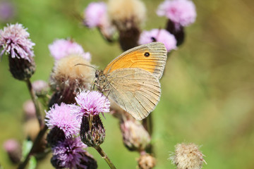 Schmetterling, Falter auf Pflanze