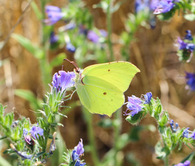 Schmetterling, Zitronenfalter auf Pflanze