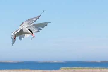 Arctic tern with a sand eel approching the nest