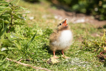 Arctic tern chick begging for food