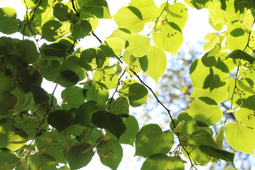 Blossom of tilia in spring sunny day