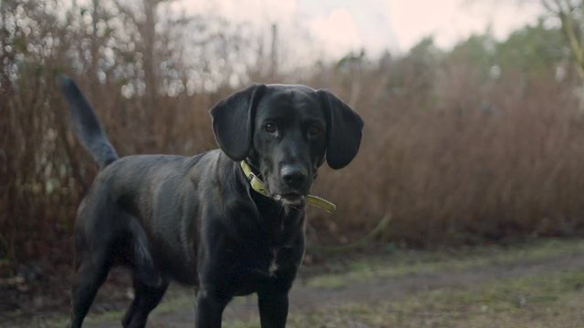 Slow motion of a black labrador dog patiently waiting for instructions while the camera pans down.