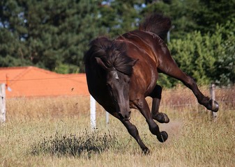 funny dark iceland horse is jumping on the paddock
