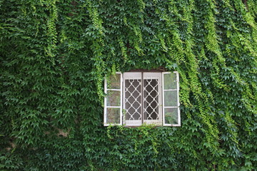 Window in facade overgrown with ivy in city centre of Esztergom, Hungary 