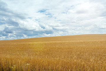 Field with wheat and stacks against the blue sky with clouds on a summer day