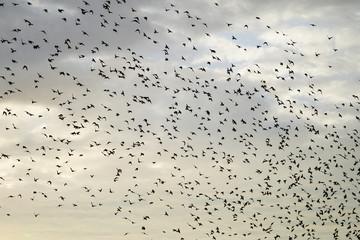 large flying flack of blackbirds thrustle
