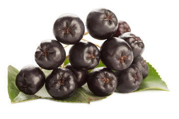 Close up of aronia chokeberry isolated on white.