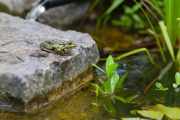 Frog resting on a Stone in a Pond on a sunny stone