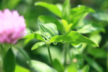 Drop of water leaf