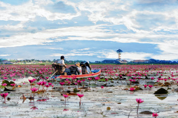 Landscape of fresh water lake with plenty of blooming red lotus and a taxi boat carry tourist travel around at Thalaynoi national reserve, Phatthalung province sount of Thailand